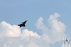 aviatic_pout_2016_62b.jpg