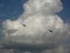 ciaf-2010_0022e.jpg