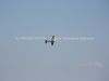 ciaf-2013_0031e.jpg