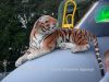 ciaf-2014_0048.jpg