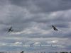 ciaf-2015_0087l.jpg