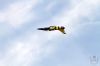 ciaf-2016_0094b.jpg