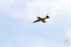 ciaf-2016_0094c.jpg