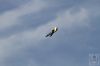 ciaf-2016_0094g.jpg