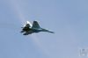 ciaf-2016_0096f.jpg