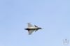 ciaf-2016_0100h.jpg
