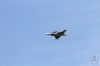 ciaf-2016_0100i.jpg