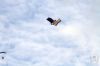 dny_nato-2016_0118e.jpg