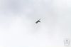 dny_nato-2016_0121n.jpg