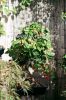 japan_garden_09.jpg